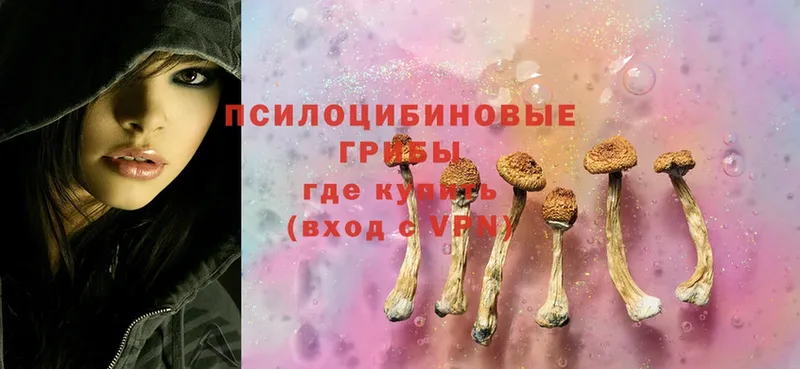 где можно купить наркотик  Киреевск  Галлюциногенные грибы Psilocybine cubensis 